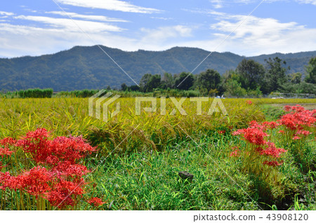 Cluster scenery of cluster amaryllis 43908120