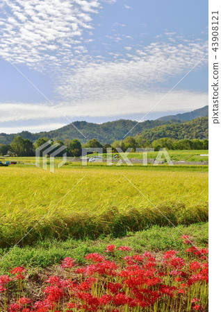 Cluster scenery of cluster amaryllis 43908121