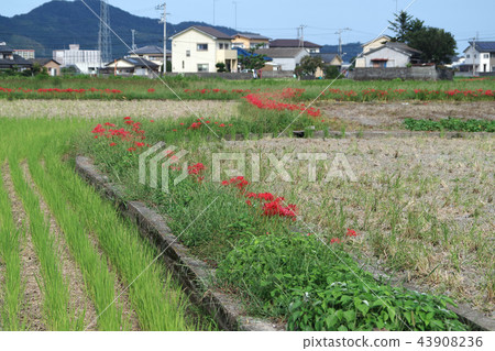 Cluster amaryllis Cluster amaryllis 43908236