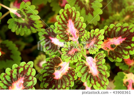 Beautiful leaf pattern in garden Beautiful leaf pattern in garden 43908361