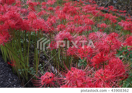 Hoshigaya的群集孤挺花 43908362