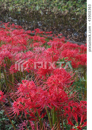 Hoshigaya的群集孤挺花 Hoshigaya的群集孤挺花 43908363