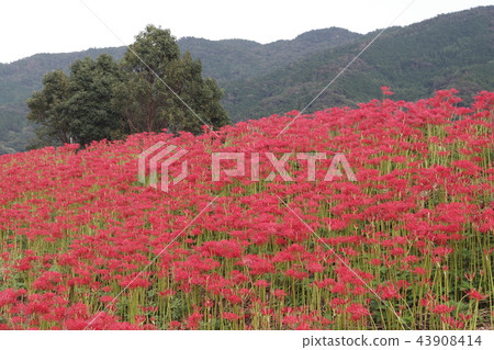 Cluster amaryllis of Hoshigaya Cluster amaryllis of Hoshigaya 43908414