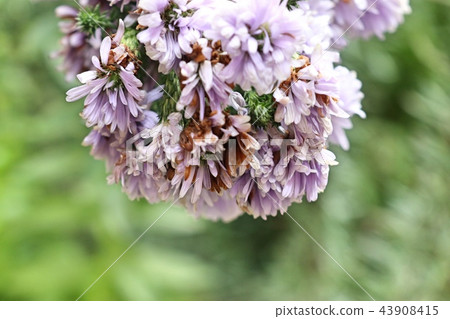 Chrysanthemum flower in tropical Chrysanthemum flower in tropical 43908415