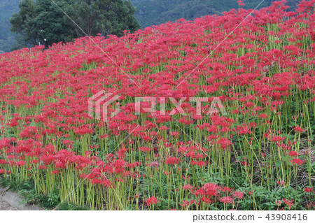 Cluster amaryllis of Hoshigaya Cluster amaryllis of Hoshigaya 43908416