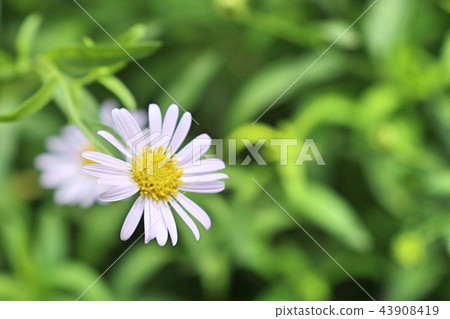 Diasy flower in tropical Diasy flower in tropical 43908419