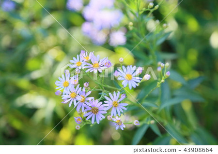 Zion flower 43908664