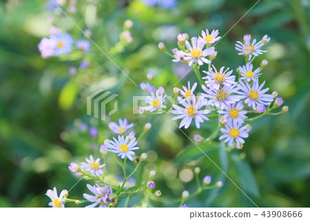 錫安花 43908666
