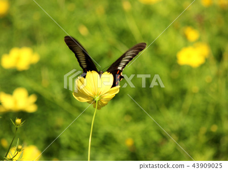 A Black-faced Butterfly (1) 43909025