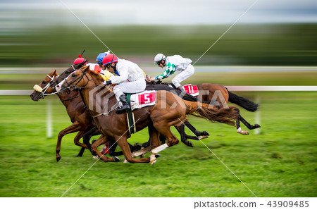 Race horses with jockeys on the home straight Race horses with jockeys on the home straight 43909485