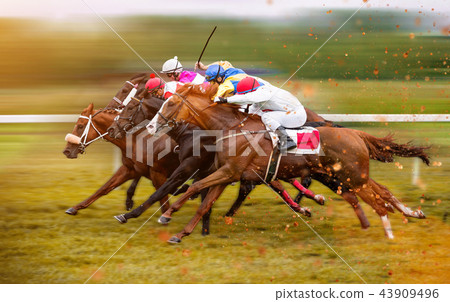 Race horses with jockeys on the home straight Race horses with jockeys on the home straight 43909496