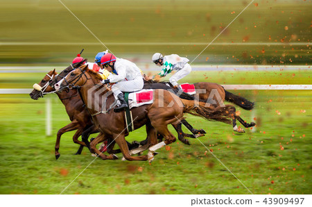 Race horses with jockeys on the home straight Race horses with jockeys on the home straight 43909497