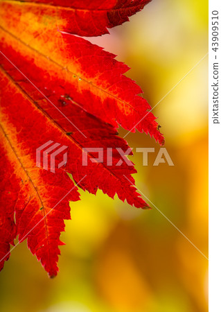 Autumn leaves background Autumn leaves background 43909510