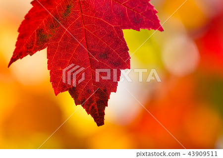 Autumn leaves background Autumn leaves background 43909511