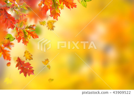 Falling autumn leaves background. Lots of copy space. Falling autumn leaves background. Lots of copy space. 43909522