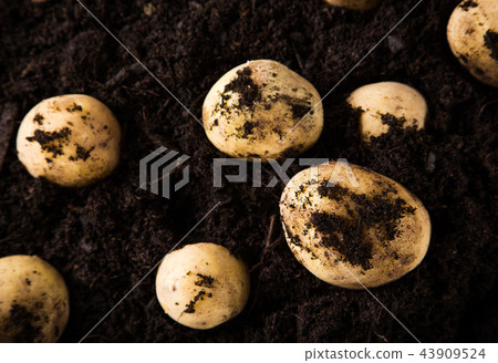 Newly harvested potatoes in ground Newly harvested potatoes in ground 43909524