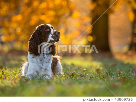 Sitting English cocker spaniel. Autumn. Sitting English cocker spaniel. Autumn. 43909726