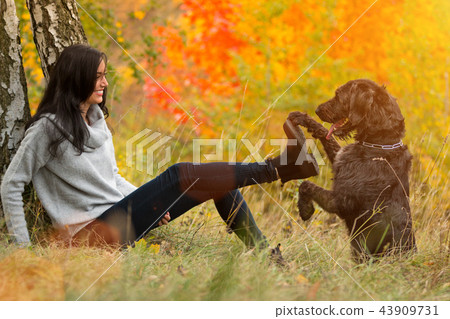 Black mutt dog posing in autumn park. 43909731