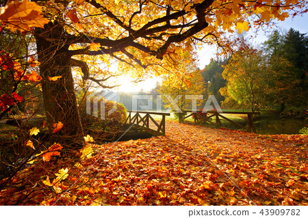 Autumn forest. Beautiful rural scenery. 43909782