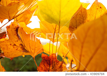 Autumn tree. Beautiful rural scenery. 43909784