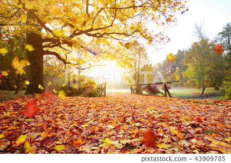Autumn forest. Beautiful rural scenery. 43909785