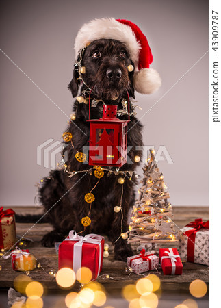 Black dog with christmas gift Black dog with christmas gift 43909787