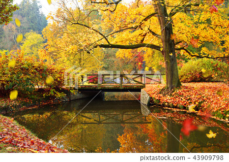 Autumn forest. Beautiful rural scenery. 43909798
