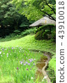 Summer Japanese garden 43910018