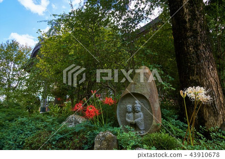 Chigana, cluster amaryllis and couple Jizo, Kannon-ji Temple Chigana, cluster amaryllis and couple Jizo, Kannon-ji Temple 43910678
