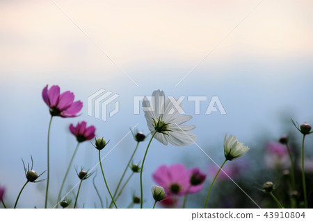 Pale sky and cosmos 43910804