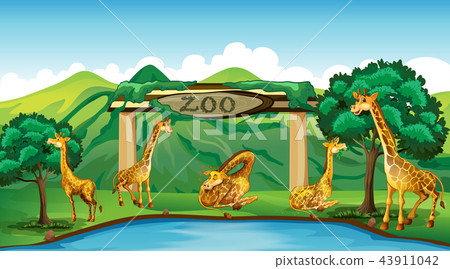 Giraffe at the zoo 43911042