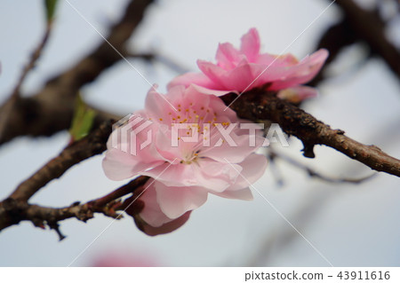 櫻花 櫻花 43911616