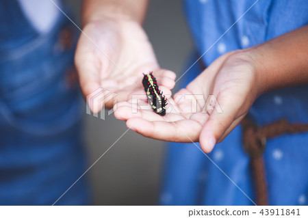 Black caterpillar crawling on child hand 43911841