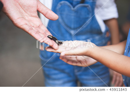 Parent give black caterpillar to daughter to touch 43911843