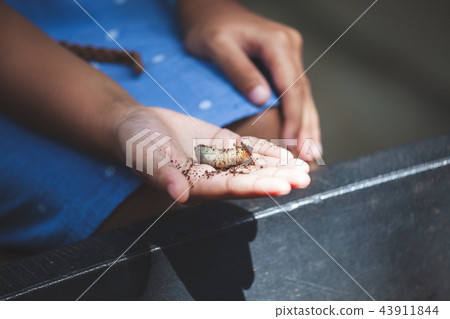 child holding rhinoceros beetle larvae on hand 43911844