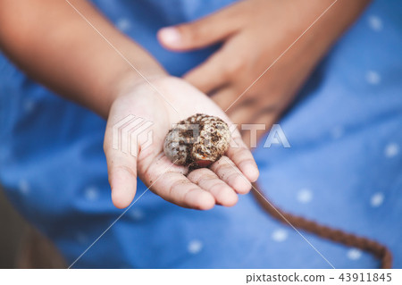 child girl hold rhinoceros beetle larvae on hand child girl hold rhinoceros beetle larvae on hand 43911845