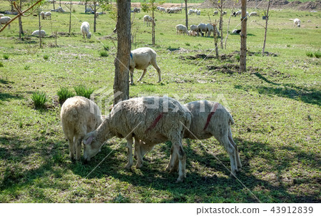 Grazing life 43912839