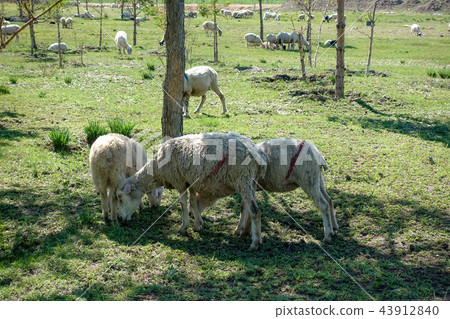 Grazing life 43912840