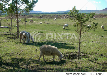 Grazing life 43912853