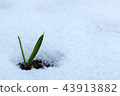 Spring background, bud growing in the snow 43913882