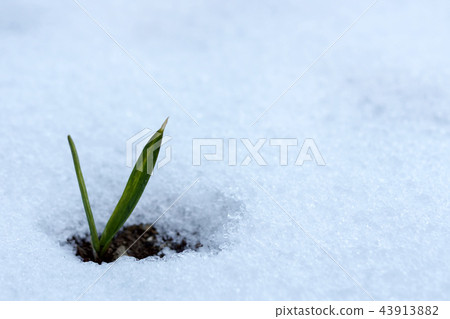 Spring background, bud growing in the snow Spring background, bud growing in the snow 43913882
