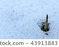 Spring background, bud growing in the snow 43913883