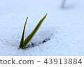 Spring background, bud growing in the snow 43913884