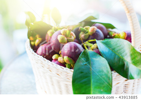 Mangostan with Leaves Tropical Fruits on Yellow 43913885