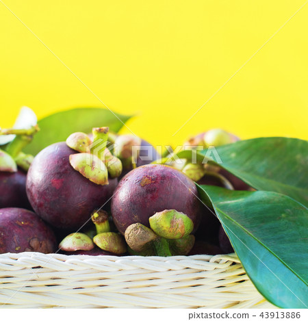 Mangostan with Leaves Tropical Fruits on Yellow Mangostan with Leaves Tropical Fruits on Yellow 43913886