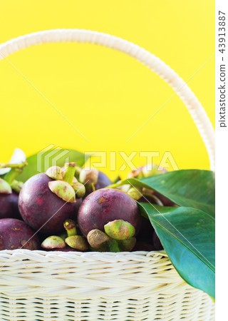 Mangostin with Leaves Tropical Fruits on Yellow Mangostin with Leaves Tropical Fruits on Yellow 43913887