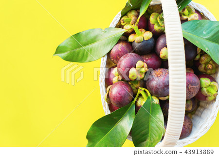 Mangostan with Leaves Tropical Fruits on Yellow Mangostan with Leaves Tropical Fruits on Yellow 43913889