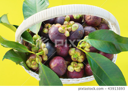 Mangostan Tropical Fruits in basket Summer season Mangostan Tropical Fruits in basket Summer season 43913893