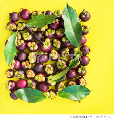 Mangostin with Leaves Tropical Fruits on Yellow Mangostin with Leaves Tropical Fruits on Yellow 43913899