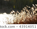 Autumn background, windsurfing on the windy river 43914051
